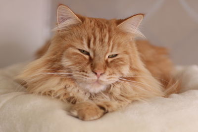 Portrait of cat lying on bed