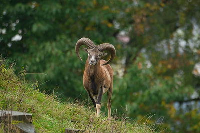 Shot of the european mouflon