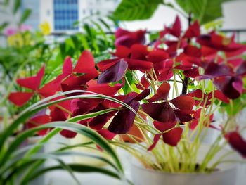 Close-up of red flowering plant during autumn