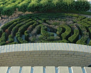 High angle view of trees growing in garden