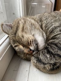 High angle view of cat sleeping