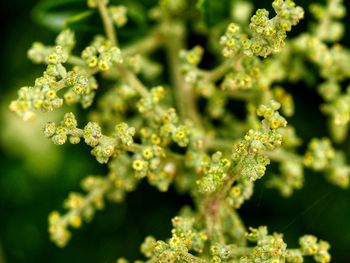 Close-up of fern