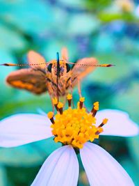 Close-up of butterfly pollinating on flower