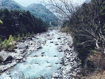View of river flowing through forest