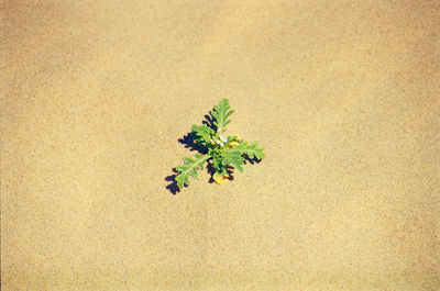 Close-up of plant against sand  background