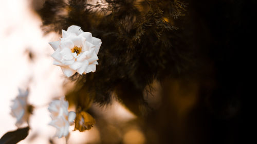 Close-up of white flowering plant