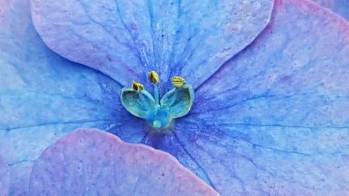 Close-up of purple flowers