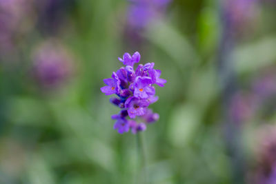 Close-up of purple flowering plant