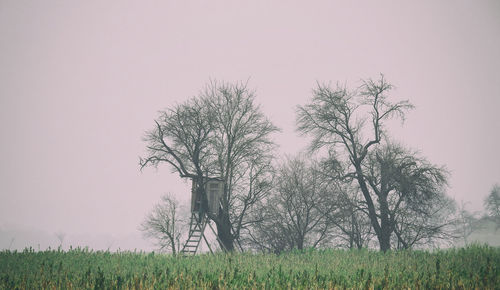 Trees on field against sky