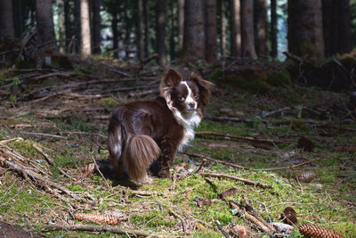 Cat sitting in a forest