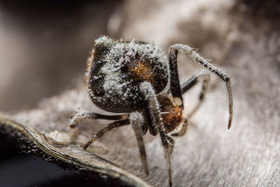 Close-up of spider