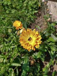 High angle view of yellow flowering plant