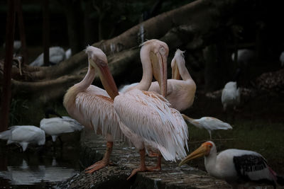 Close-up of pelican