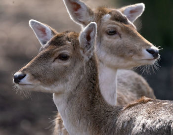 Portrait with a blurred background of two fallow deer cows