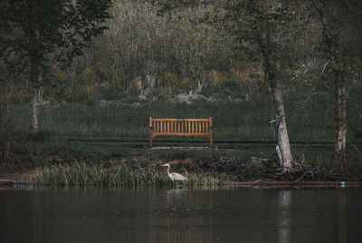 Scenic view of lake in forest