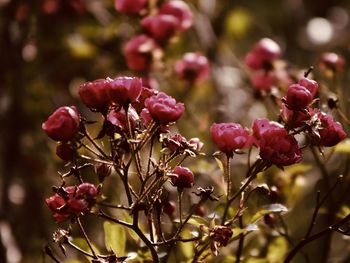 Close-up of pink flowering plant