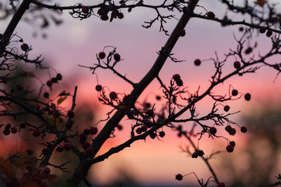 Close-up of flower tree against sky