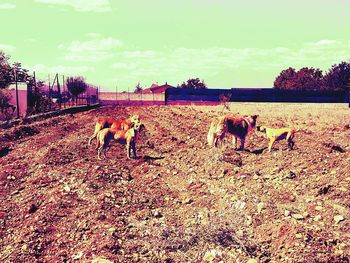 domestic animals