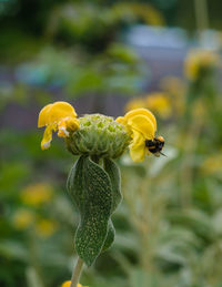 Close-up of insect on yellow flower