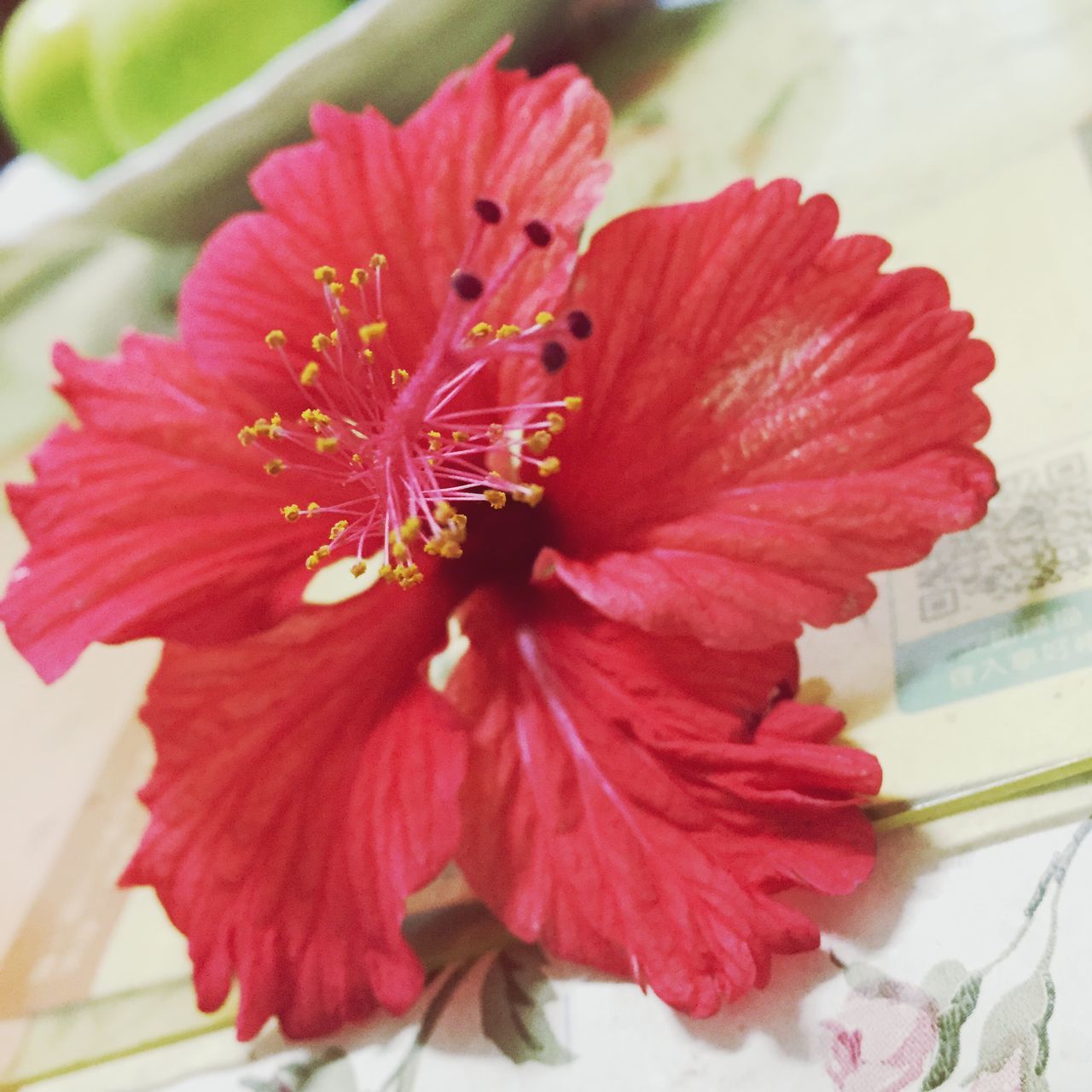 flower, petal, flower head, freshness, fragility, red, single flower, close-up, pollen, beauty in nature, stamen, growth, nature, focus on foreground, blooming, plant, indoors, no people, in bloom, day