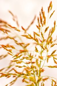 Close-up of plants against blurred background