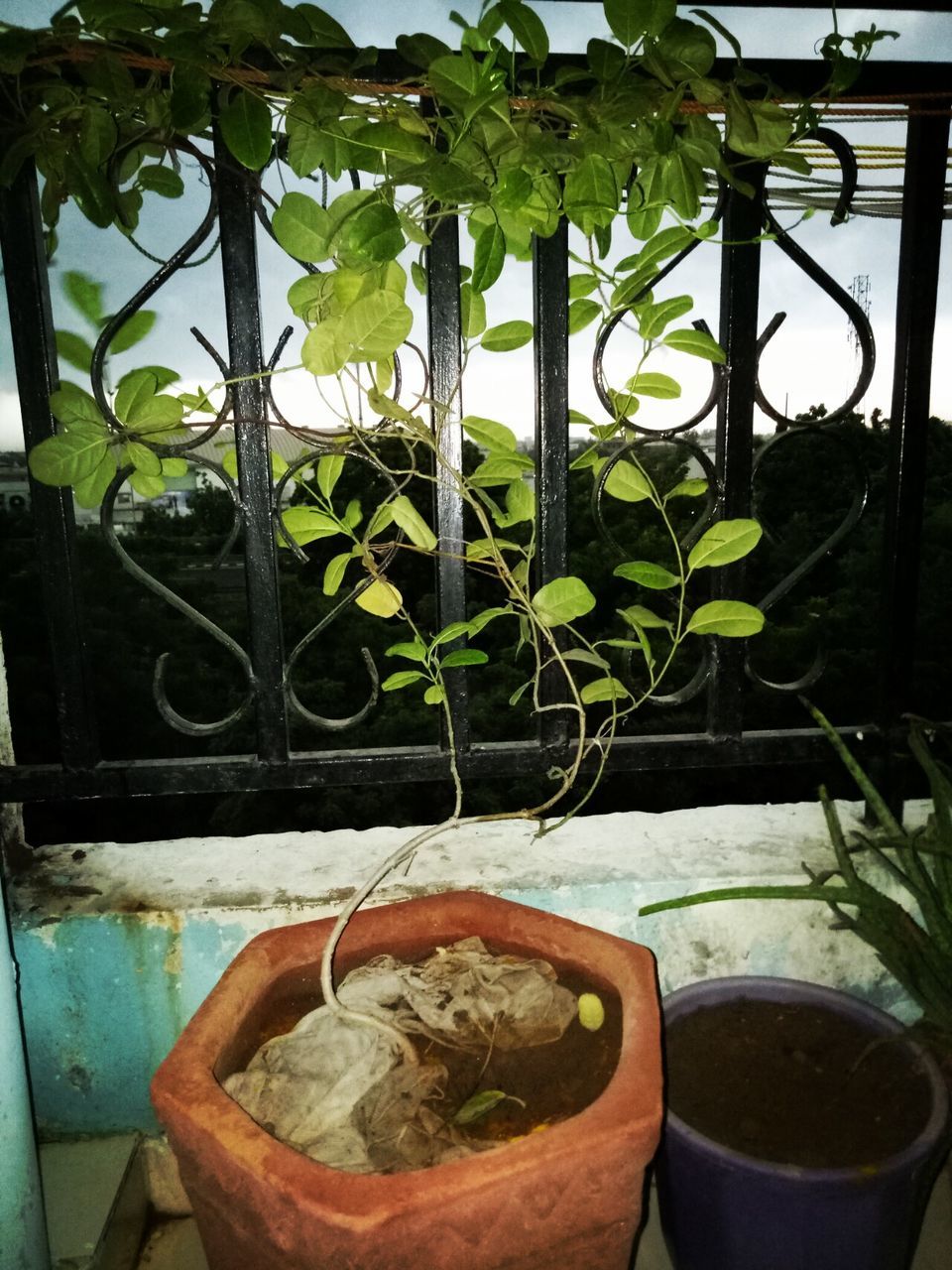 CLOSE-UP OF POTTED PLANTS