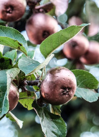 Close-up of fruit growing on tree