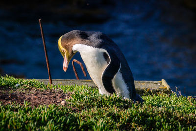 Side view of a bird in water