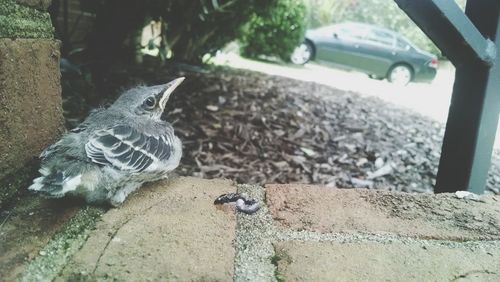 Close-up of bird perching outdoors