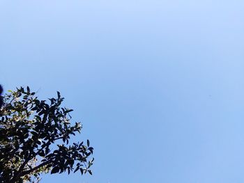 Low angle view of tree against clear blue sky