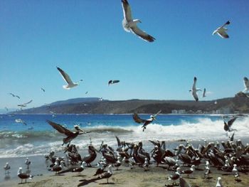 Flock of birds flying over beach against blue sky