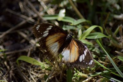 Close-up of butterfly on flower