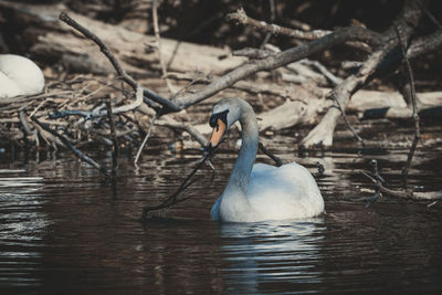 View of swan swimming in lake