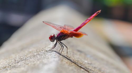 Close-up of dragonfly on plant