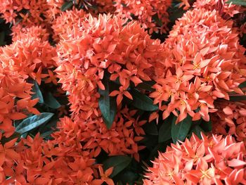 Close-up of orange flowering plant