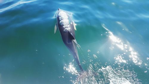 High angle view of dolphin swimming in ocean on sunny day