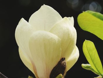 Close-up of white flowers