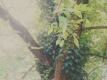 Plants growing on tree trunk