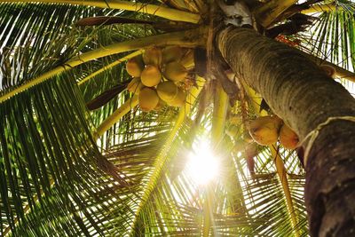 Low angle view of palm trees