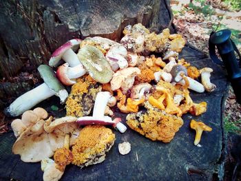 High angle view of mushrooms