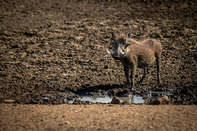 Common warthog stands near muddy rocky waterhole