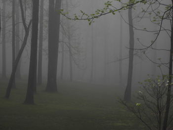 Trees in forest during winter