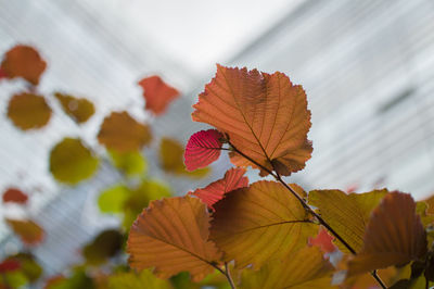 Close-up of leaves on red maple leaves