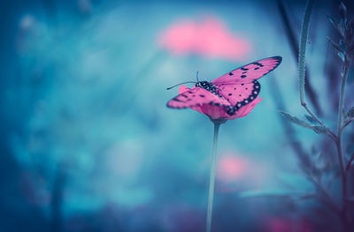 Close-up of butterfly pollinating on flower