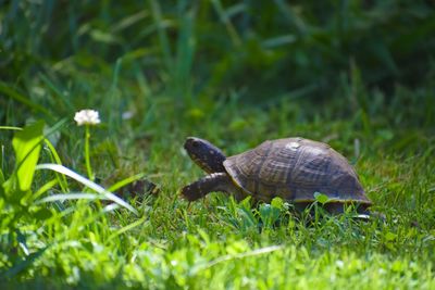 Close-up of turtle on grass