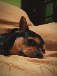 Close-up of a dog on bed