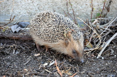 High angle close-up of hedgehog on field