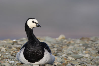 Close-up of a bird looking away