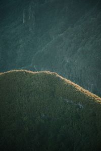 High angle view of plants on land