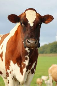 Close-up portrait of cow standing on field against sky